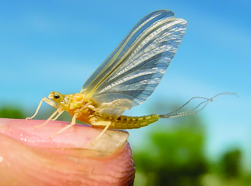 Fly Fishing with Mayfly Burrower Nymphs